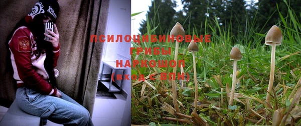 PSILOCYBIN Балабаново